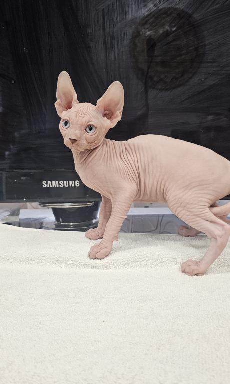 Sphynx Girl Astra TICA Breeding Rights photo 5