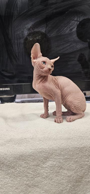 Sphynx Girl Astra TICA Breeding Rights photo 3