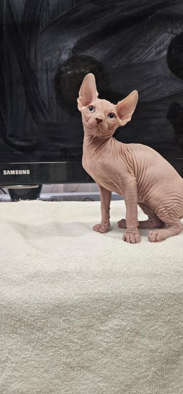 Sphynx Girl Astra TICA Breeding Rights photo 4