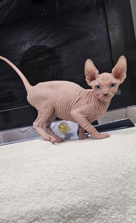 Sphynx Girl Astra TICA Breeding Rights photo 7