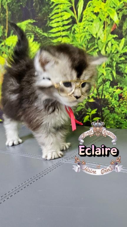 Eclaire photo 16