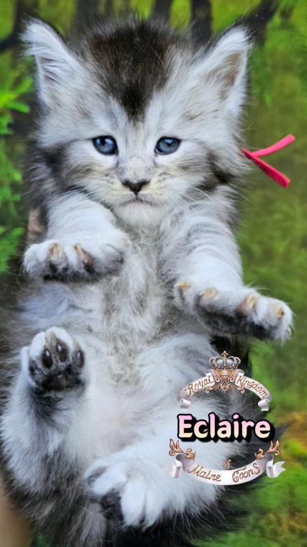 Eclaire photo 10