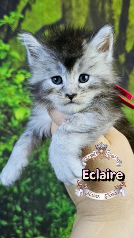 Eclaire photo 1