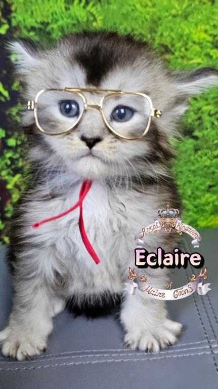 Eclaire photo 18
