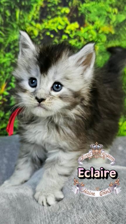 Eclaire photo 2