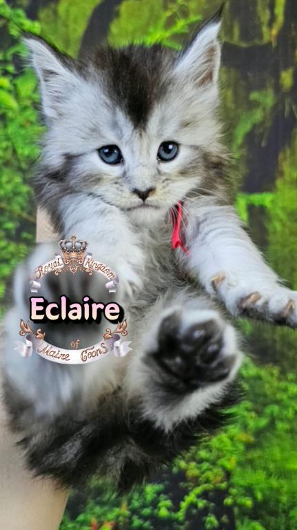 Eclaire photo 4