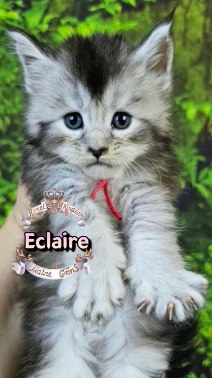 Eclaire photo 5
