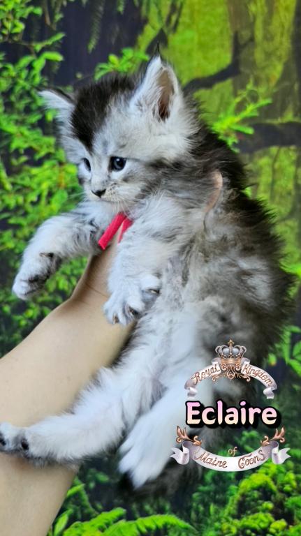 Eclaire photo 3