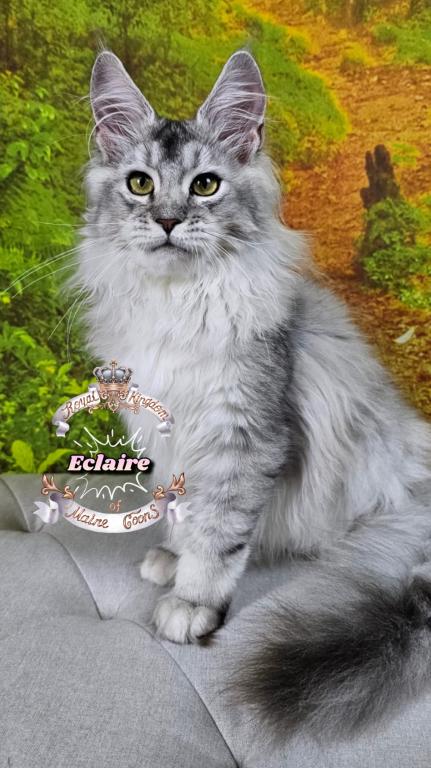 Eclaire photo 7