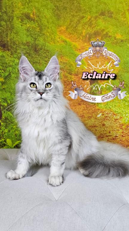 Eclaire photo 5