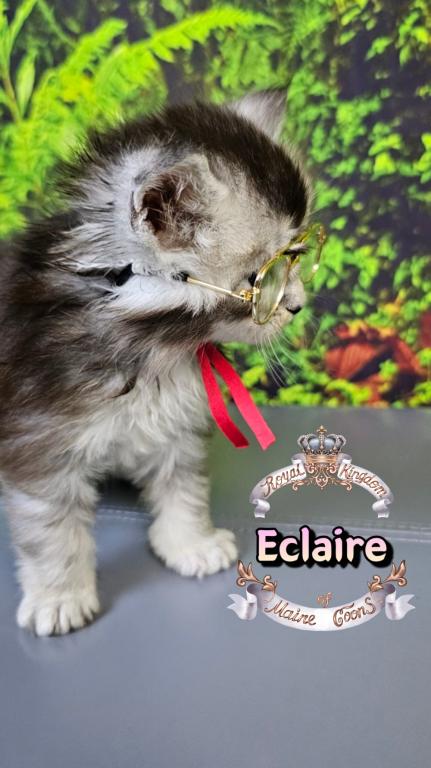 Eclaire photo 19