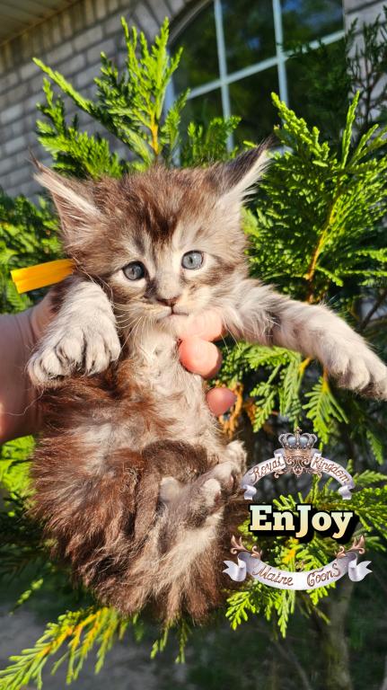 EnJoy photo 20
