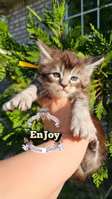 EnJoy photo 24