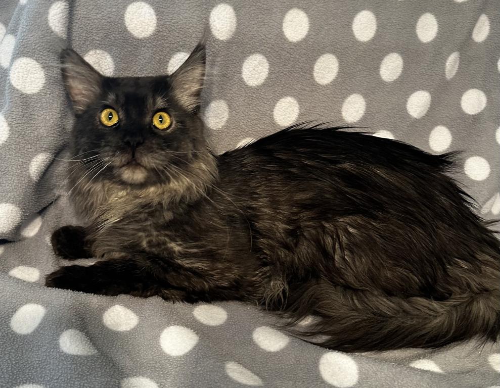 Maine Coon Male photo 1