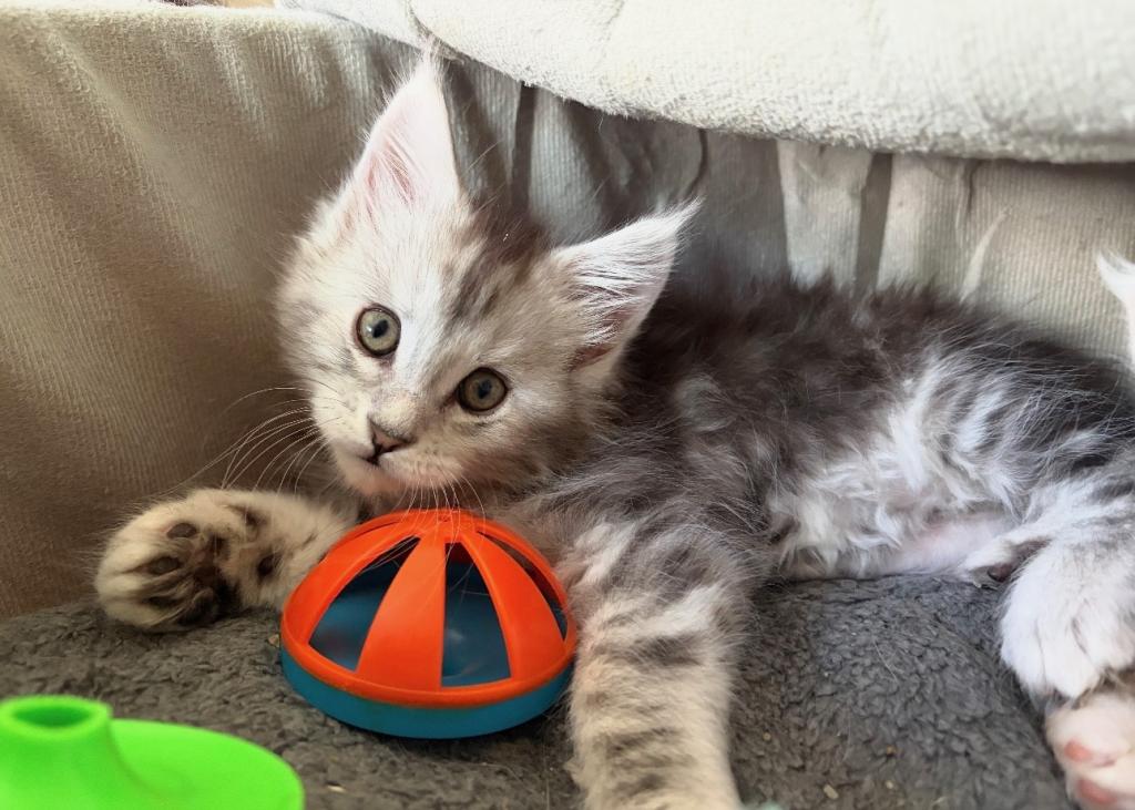 MaineCoon Layla photo 4
