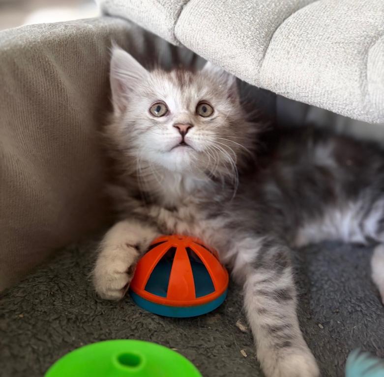 MaineCoon Layla photo 3