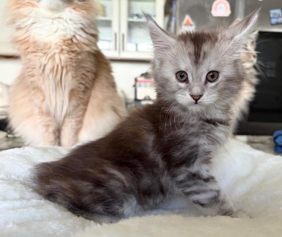 MaineCoon Layla photo 2