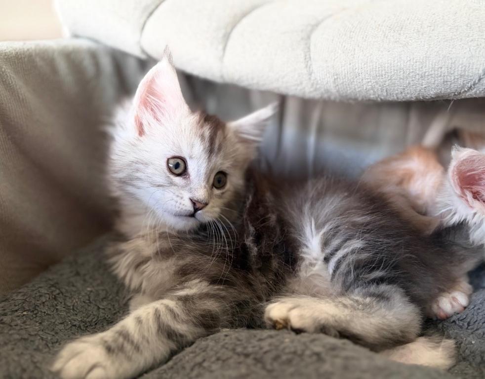 MaineCoon Layla photo 7