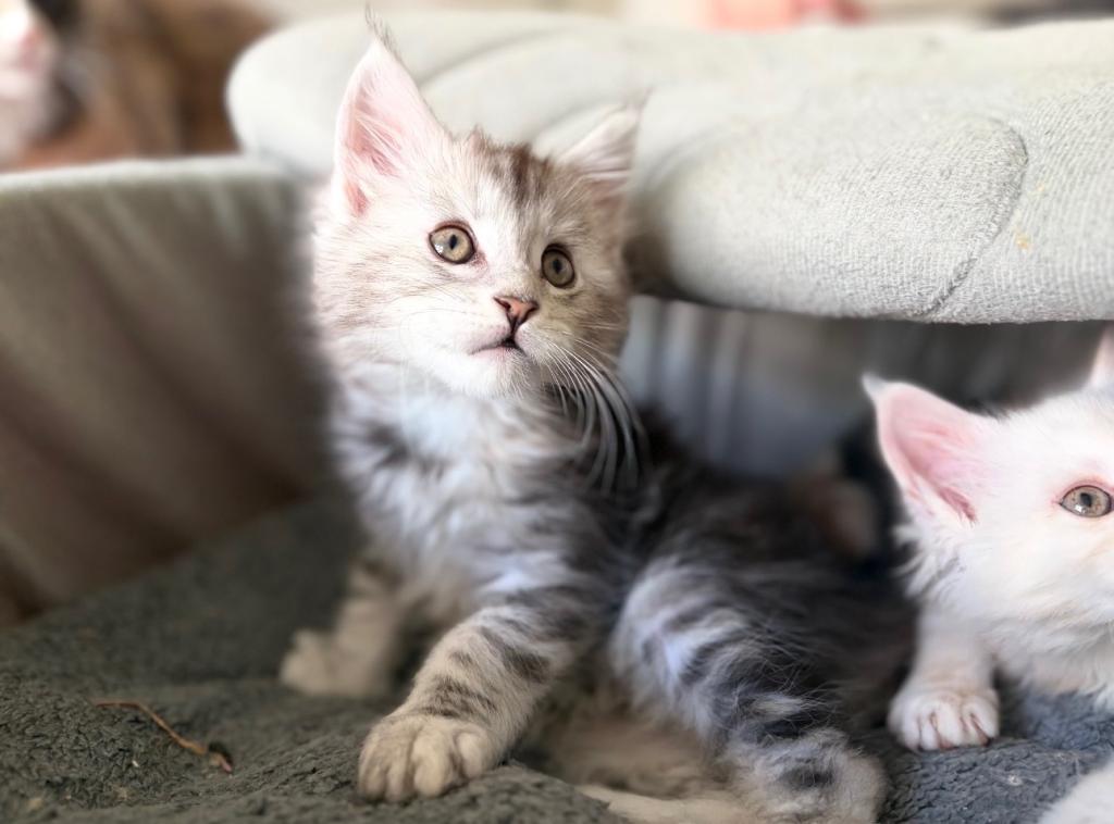MaineCoon Layla photo 5
