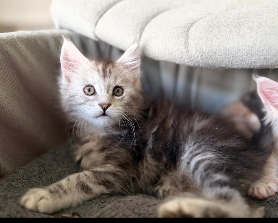 MaineCoon Layla photo 6