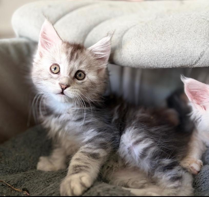 MaineCoon Layla photo 8