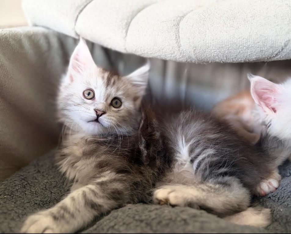 MaineCoon Layla photo 1