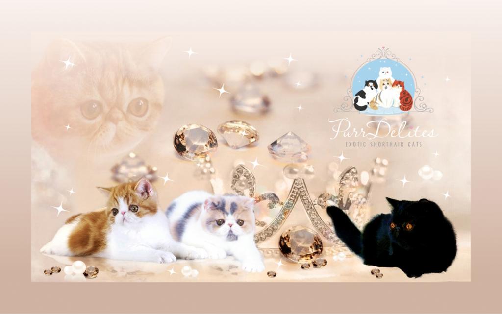 Exotic Shorthair Longhair Litter photo 1