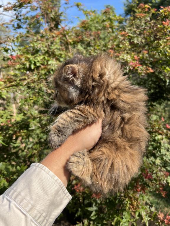 Charley Polydactyl photo 3