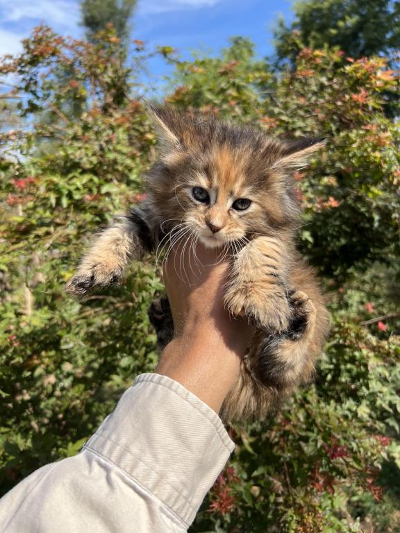 Charley Polydactyl