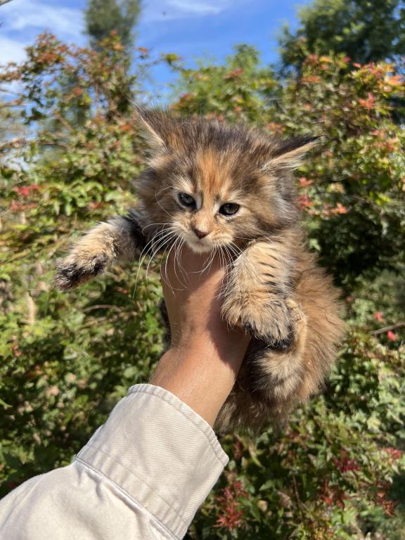 Charley Polydactyl photo 4