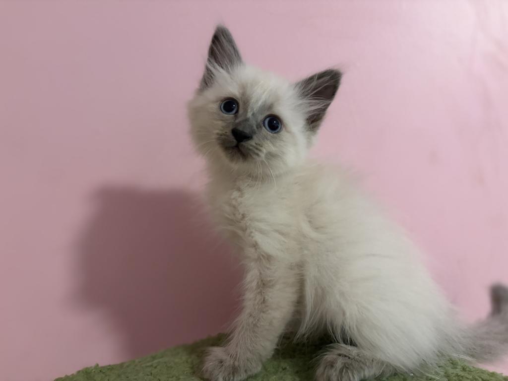 Siberian Blue Point Male Asher photo 2
