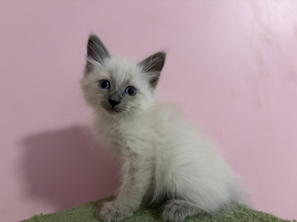 Siberian Blue Point Male Asher photo 5