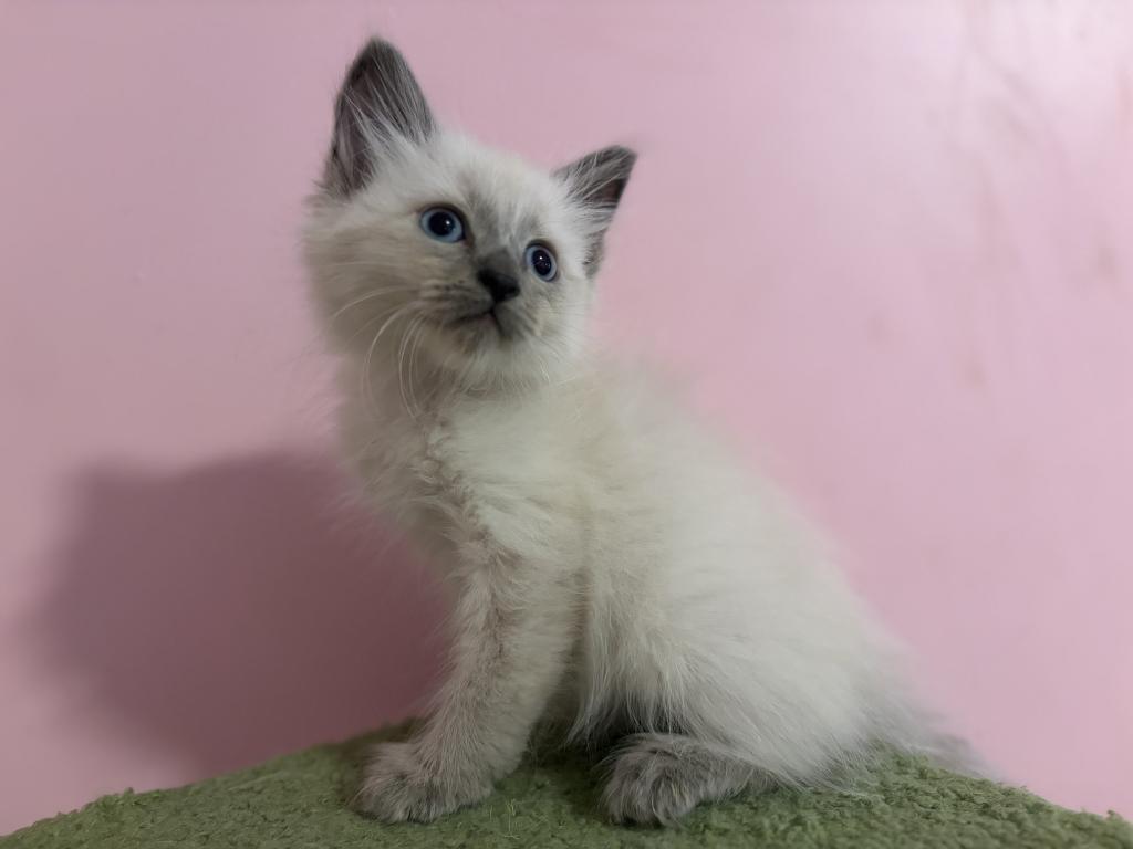Siberian Blue Point Male Asher photo 3
