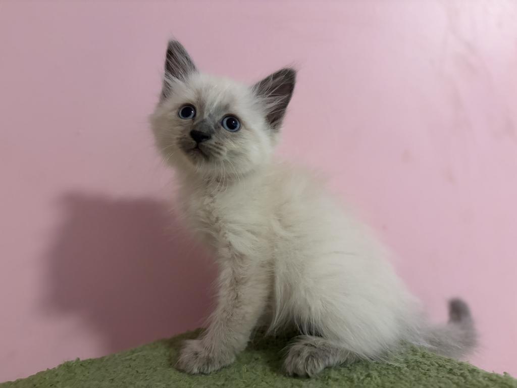 Siberian Blue Point Male Asher photo 4