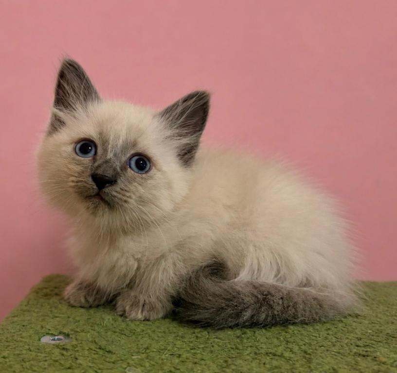 Siberian Blue Point Male Asher photo 1