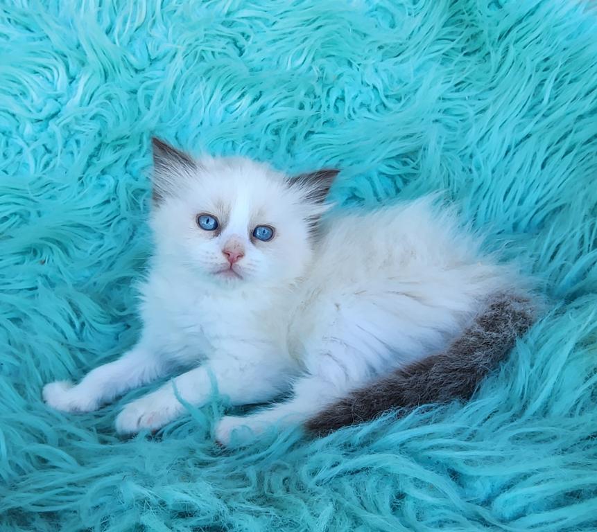 Beautiful Purebred Ragdoll Kittens photo 1