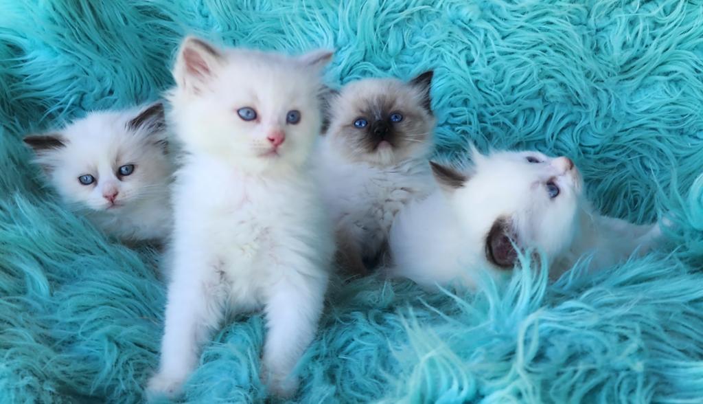 Beautiful Purebred Ragdoll Kittens photo 9