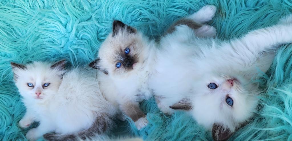 Beautiful Purebred Ragdoll Kittens photo 4