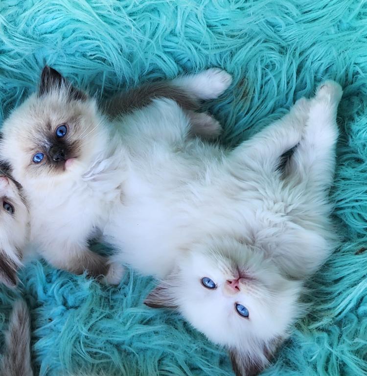 Beautiful Purebred Ragdoll Kittens photo 7