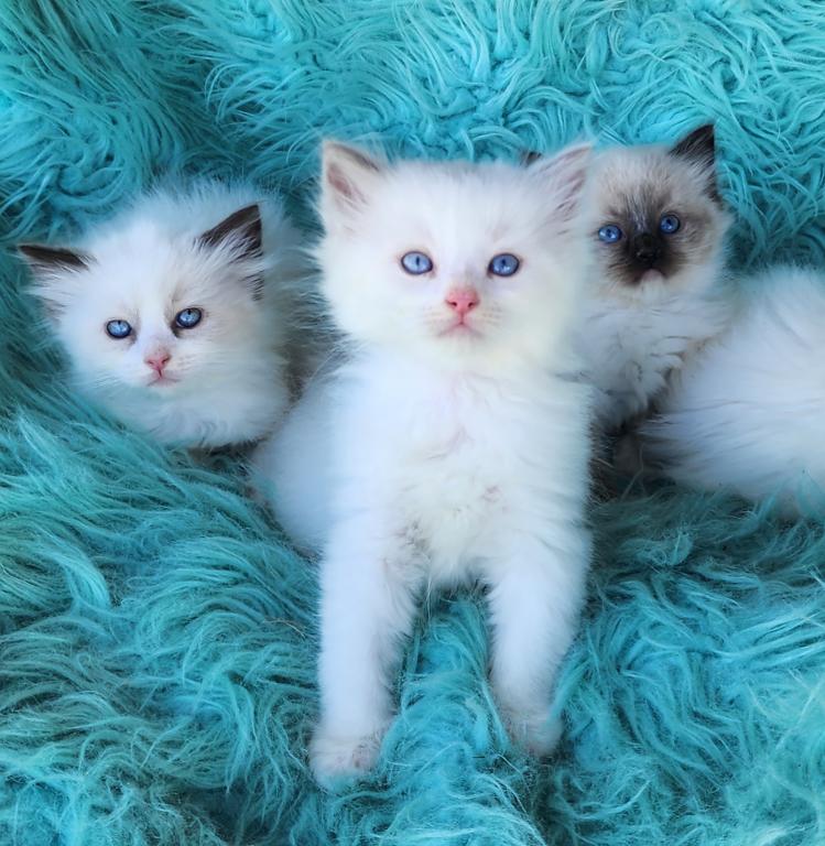Beautiful Purebred Ragdoll Kittens photo 5