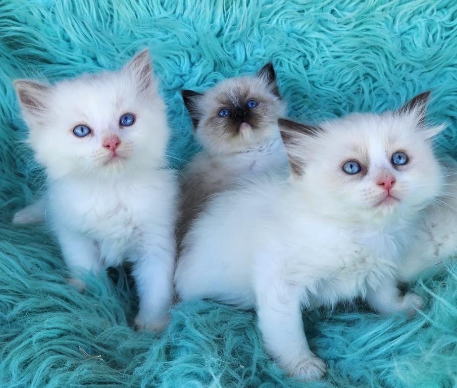 Beautiful Purebred Ragdoll Kittens photo 6