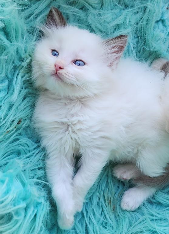 Beautiful Purebred Ragdoll Kittens photo 8