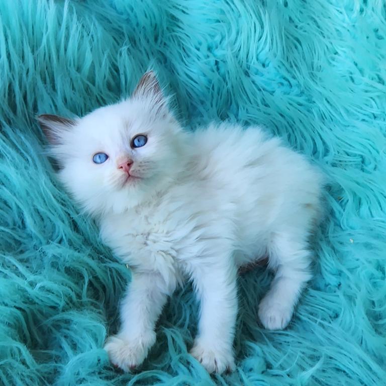 Beautiful Purebred Ragdoll Kittens photo 2