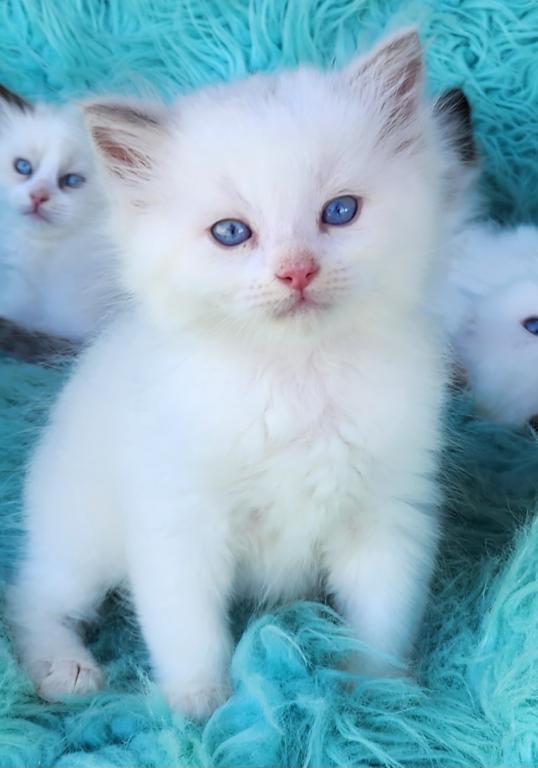 Beautiful Purebred Ragdoll Kittens photo 10
