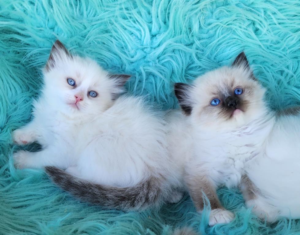 Beautiful Purebred Ragdoll Kittens photo 3