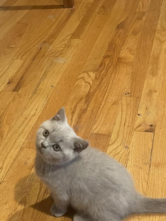 Lilac Kiten photo 3