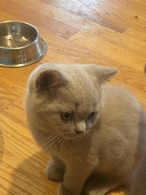 Lilac Kiten photo 2