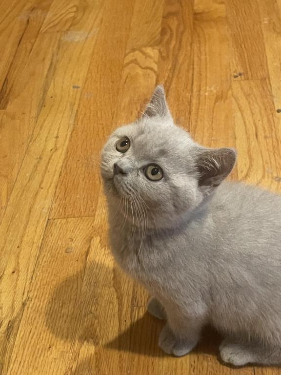 Lilac Kiten photo 1