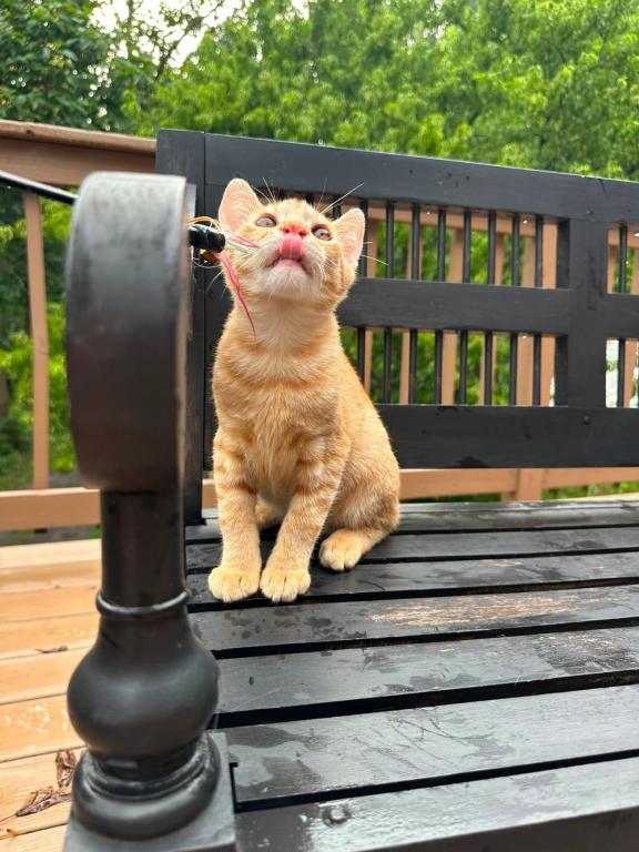Bobtail Breed American Bobtail Without  Ginger Boy photo 8