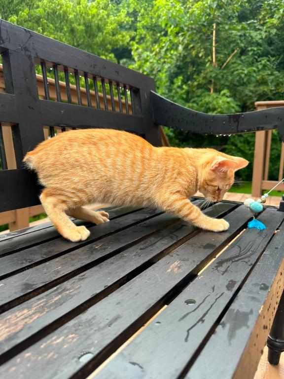 Bobtail Breed American Bobtail Without  Ginger Boy photo 10